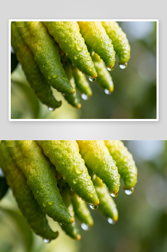 青柠挂枝水珠晶莹剔透-众图网