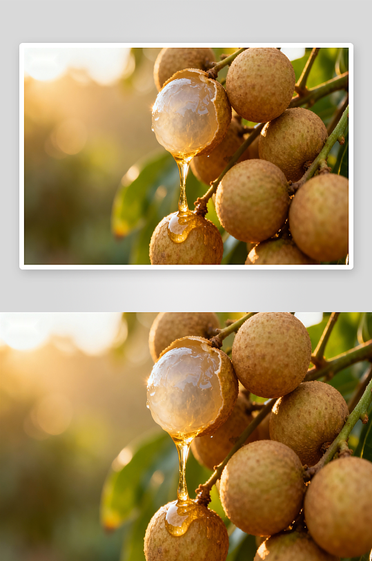 龙眼果实特写阳光照射-众图网
