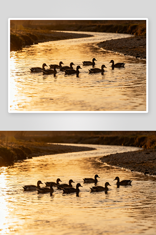 夕阳下的鸭群在溪流中游弋-众图网