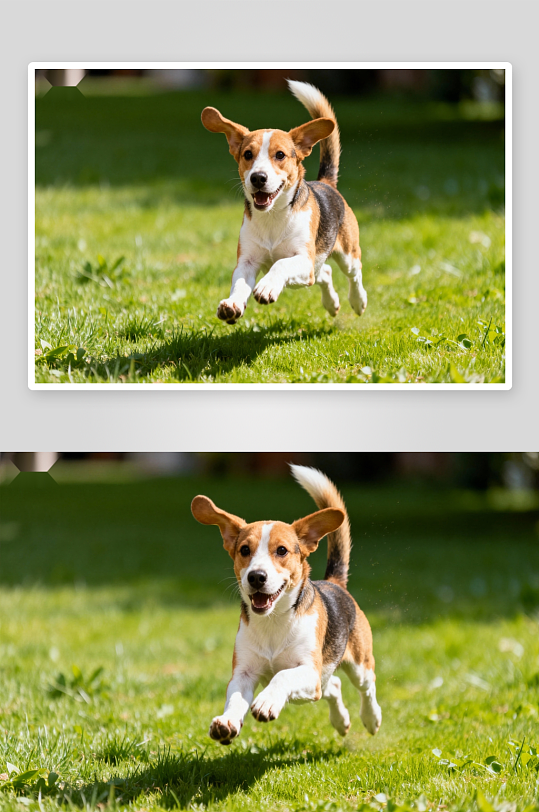 小狗奔跑草地活力四射-众图网