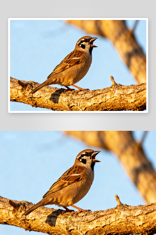 小鸟栖枝鸣叫瞬间-众图网