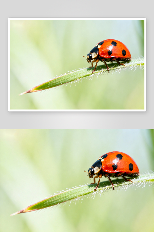 瓢虫停歇绿草叶背景照片-众图网