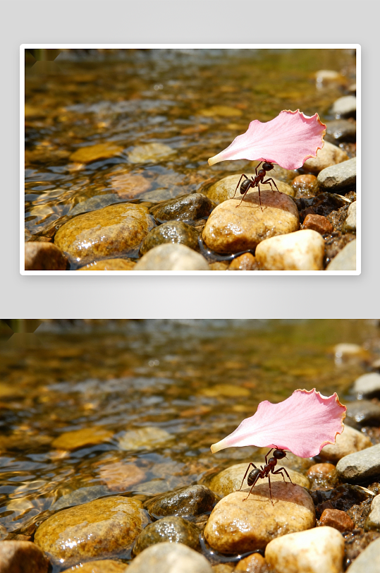 蚂蚁搬运花瓣过溪流-众图网