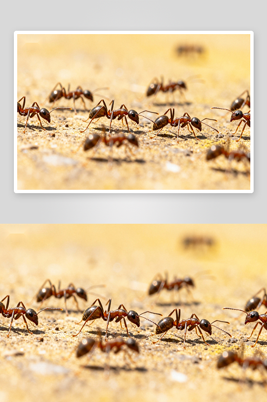 蚂蚁群行进特写背景照片-众图网