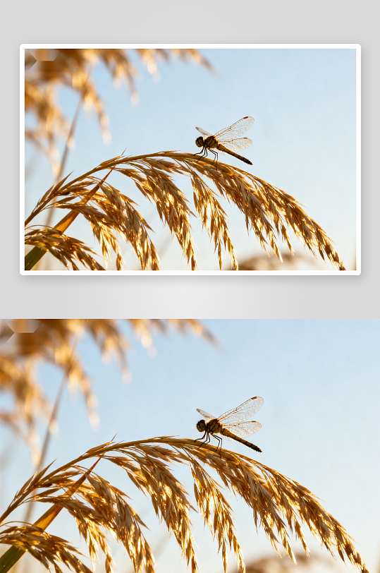 蜻蜓停歇金黄草穗-众图网