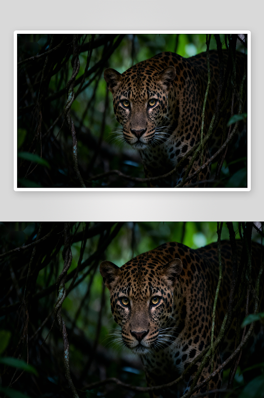 豹子丛林潜伏目光锐利-众图网