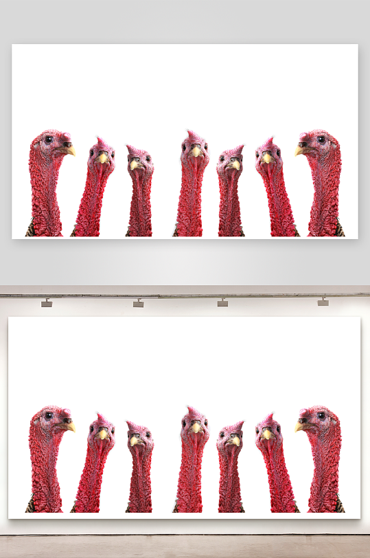 七只火鸡头排列特写-众图网