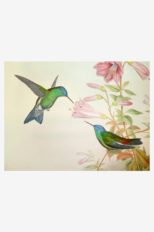 两只蜂鸟与粉色花朵的生动画面-众图网