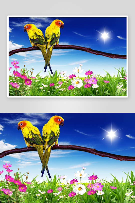 两只鹦鹉栖息花丛蓝天-众图网