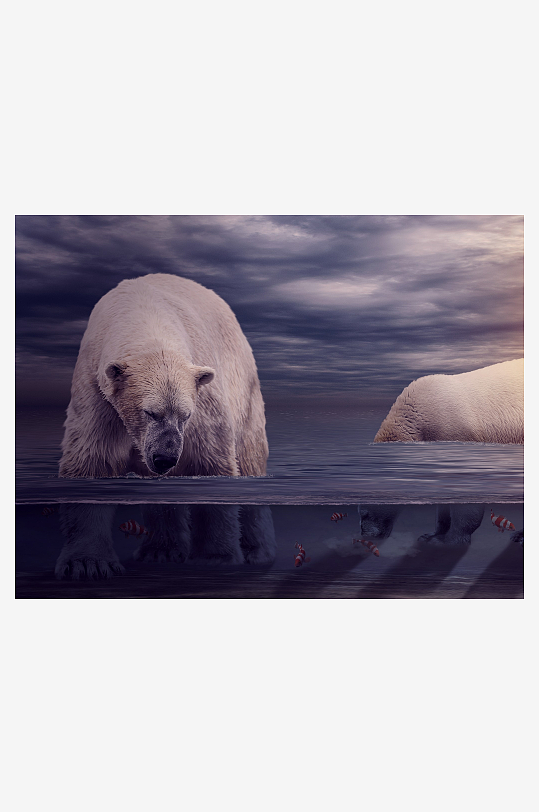 北极熊水中觅食场景-众图网