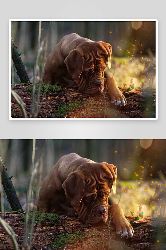 森林中狗狗与小精灵的梦幻场景-众图网