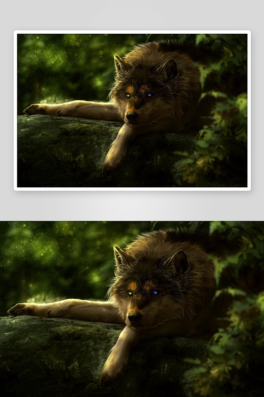 森林中的异色眼狼静卧岩石-众图网