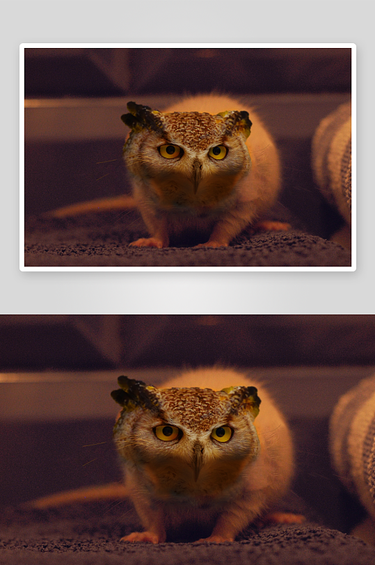 猫头鹰凝视镜头特写-众图网