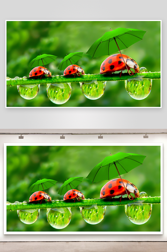瓢虫撑伞雨滴绿叶-众图网