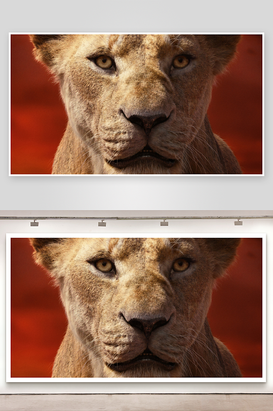 狮子特写眼神锐利-众图网