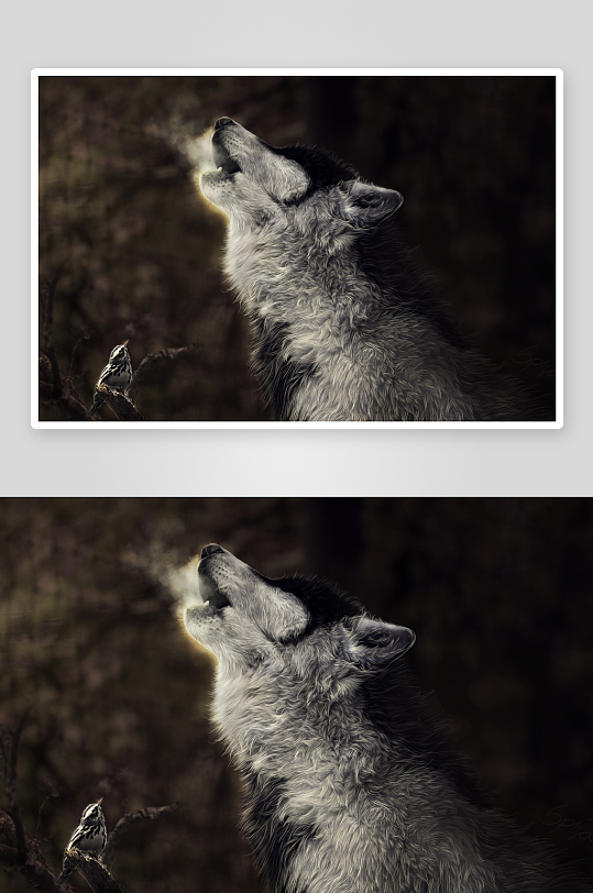 狼嚎与小鸟静栖画面-众图网