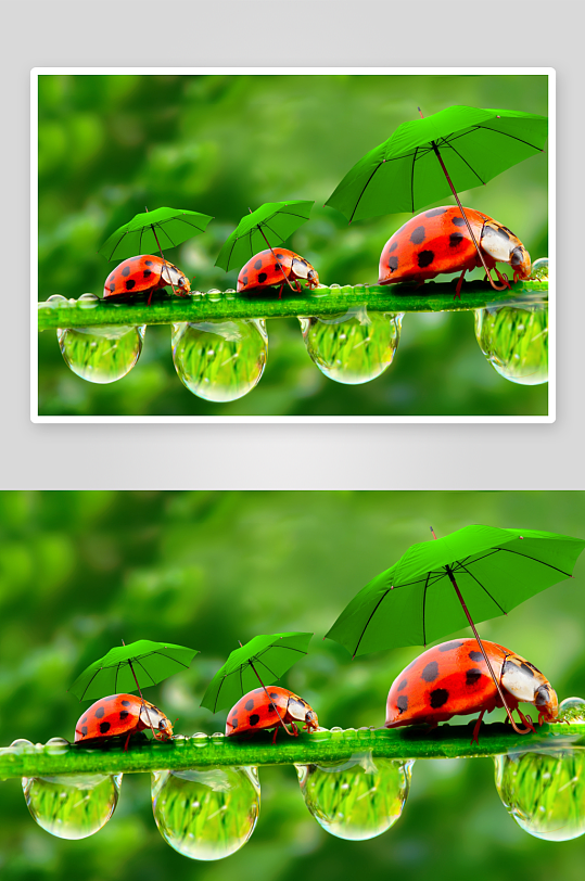 瓢虫撑伞雨滴绿叶-众图网