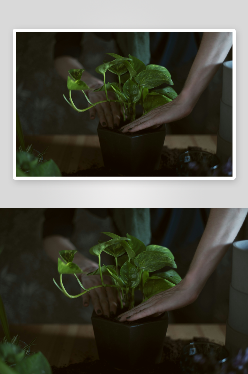 双手轻抚绿植盆栽照片素材