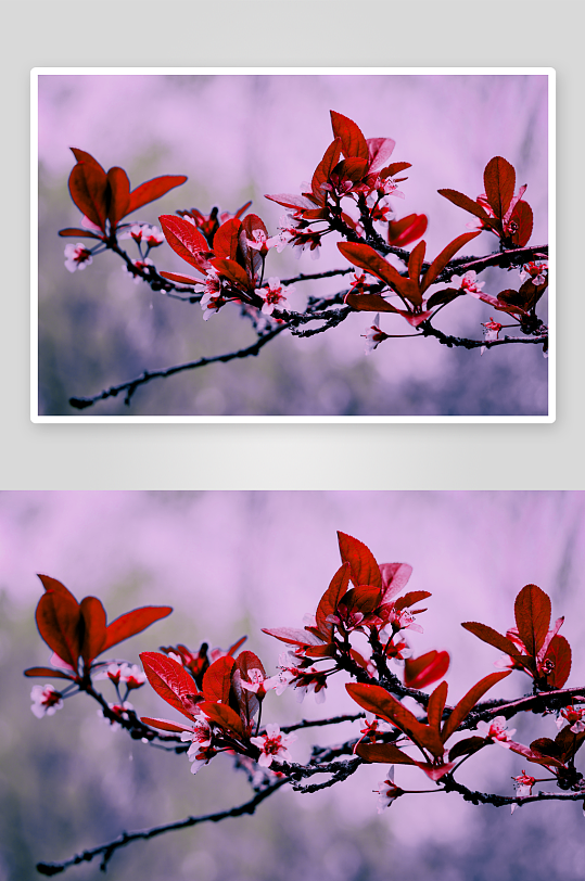 自然风光摄影作品-众图网