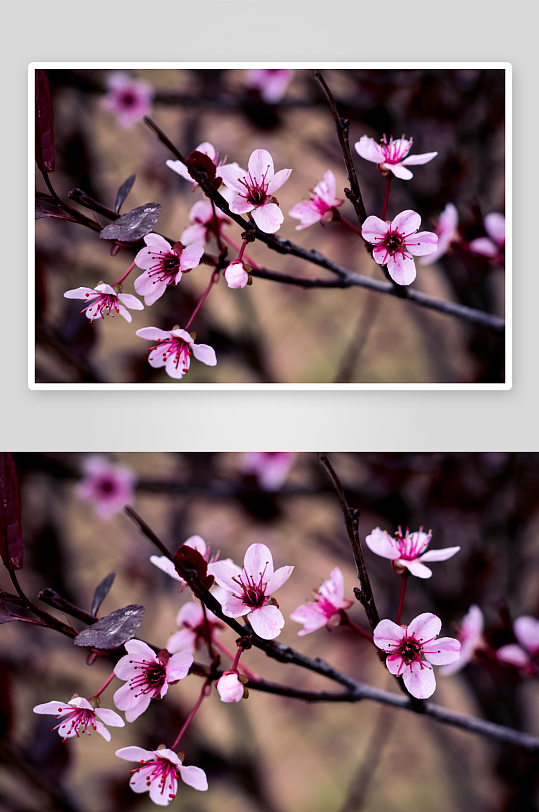 自然风光摄影作品-众图网