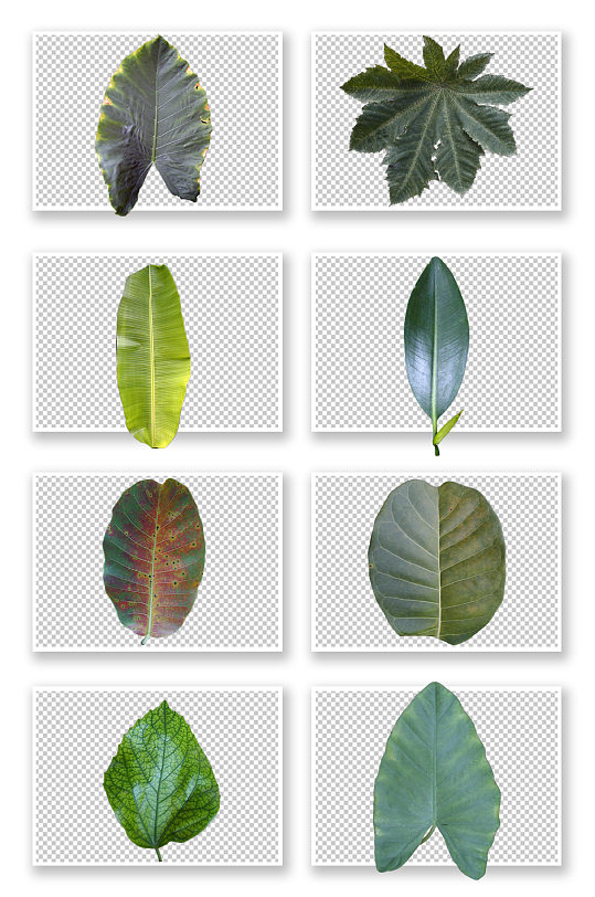 写实叶子免抠图素材