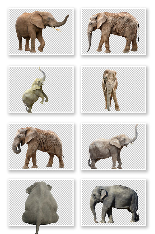 动物大象素材免抠图-众图网