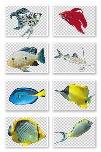 观赏鱼PNG素材