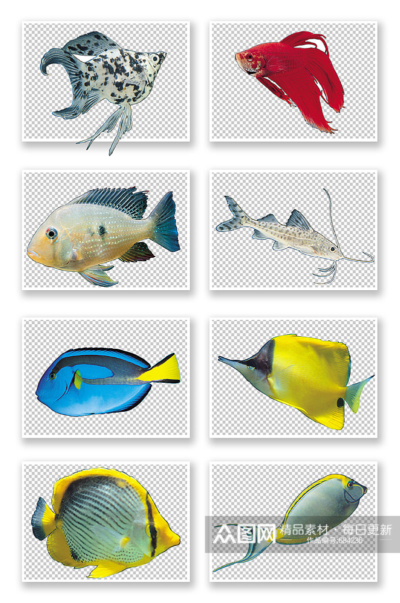 观赏鱼PNG素材素材