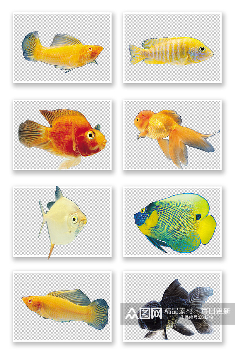 热带鱼金鱼素材图素材