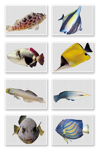 海底鱼类种类PNG图