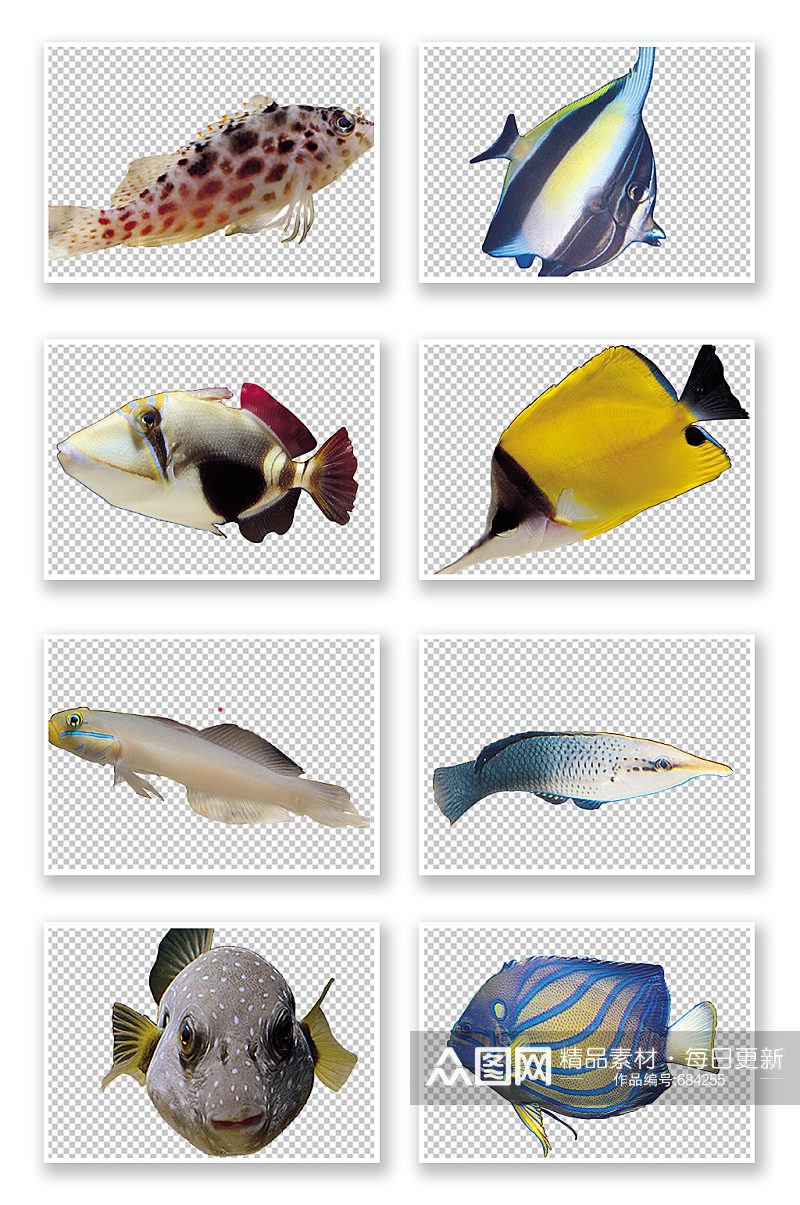 海底鱼类种类PNG图素材