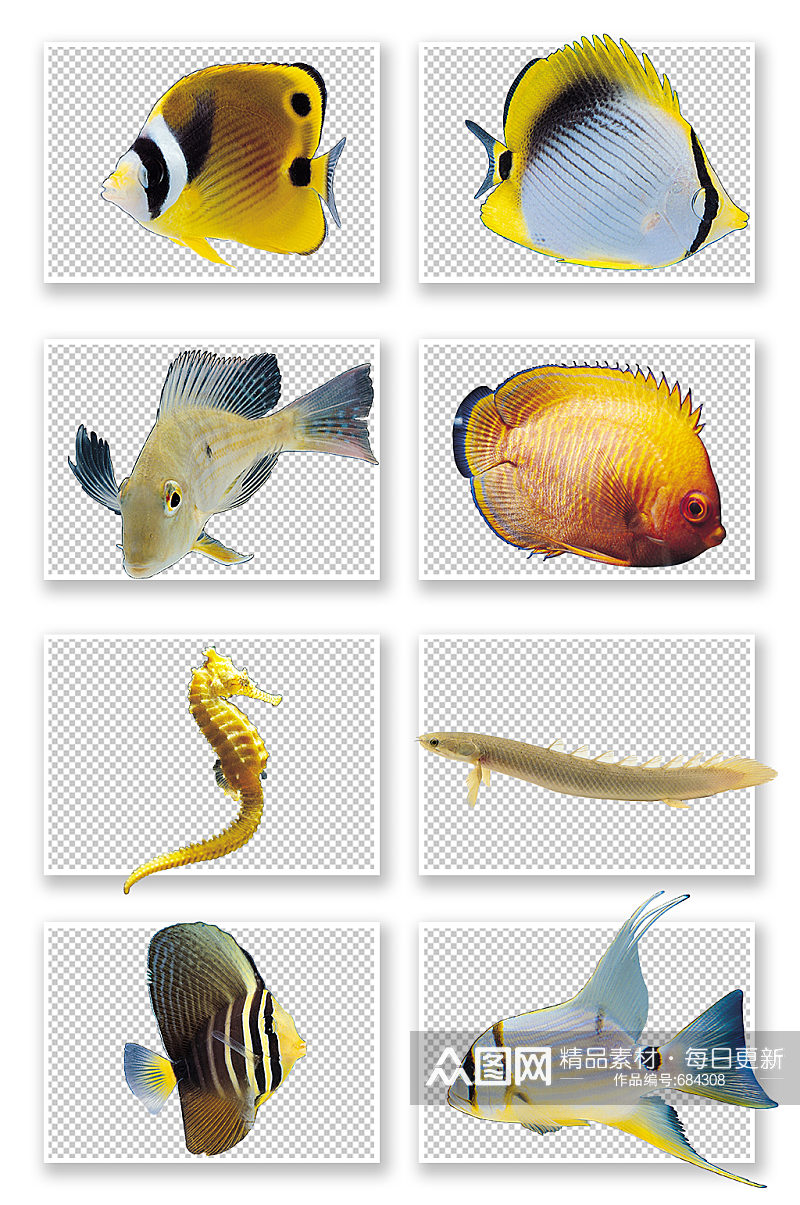 海洋热带鱼品种素材图素材