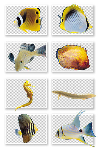 海洋热带鱼品种素材图
