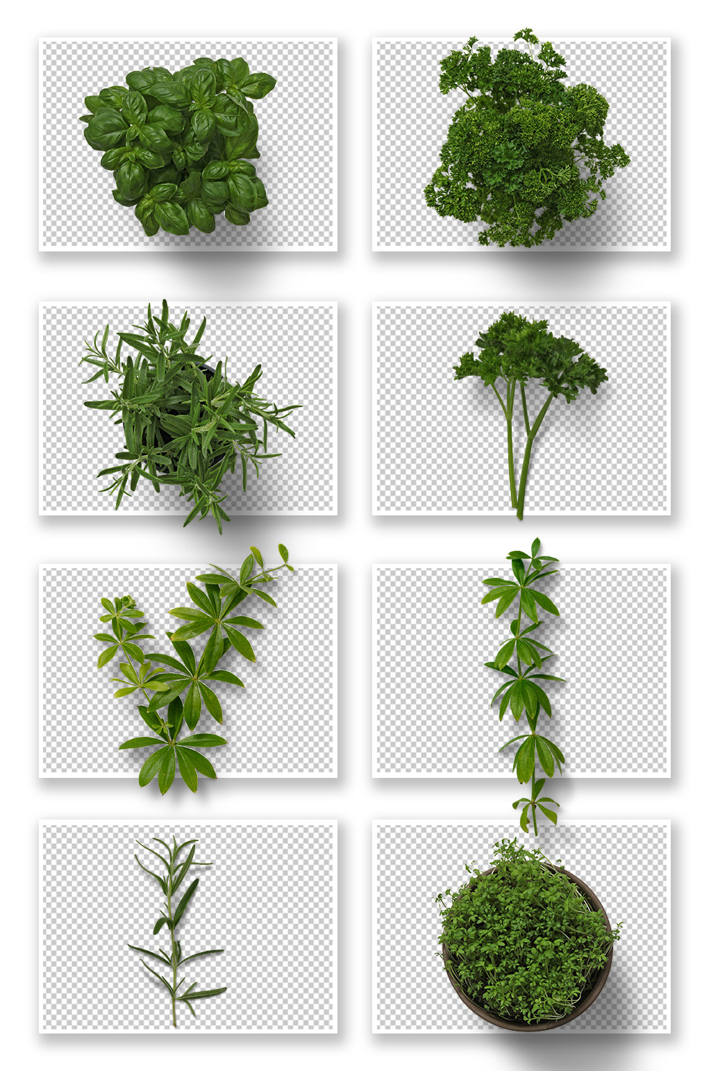 高清精致植物PNG元素素材