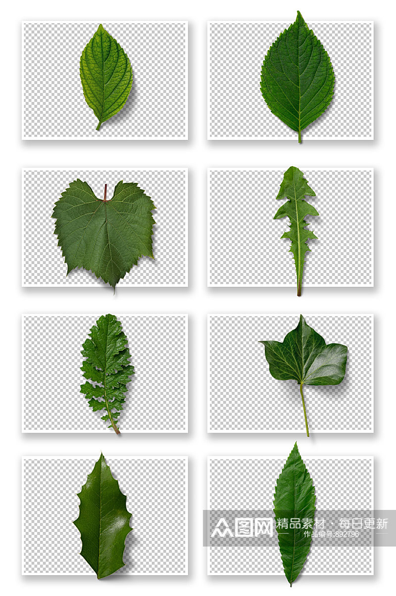 高清树叶免抠图元素素材