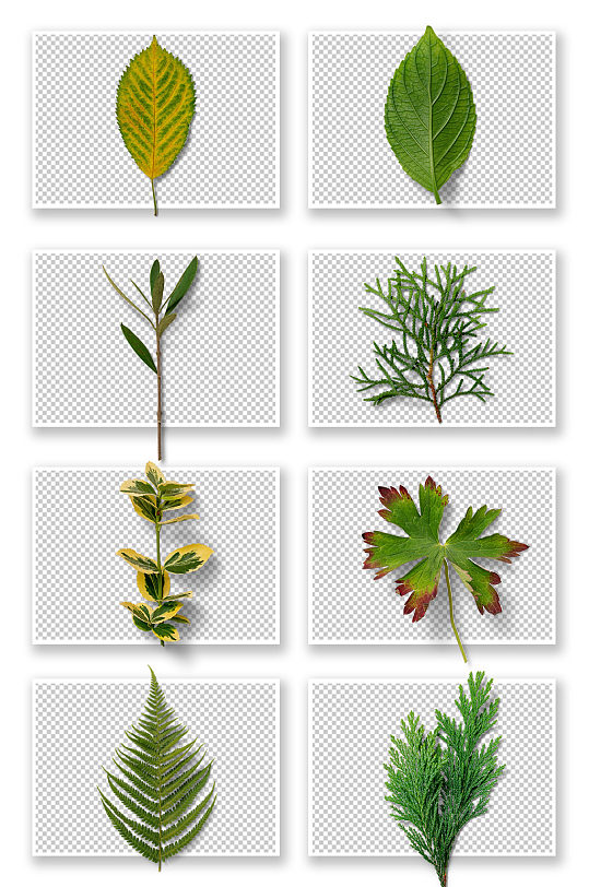 多种植物树叶元素