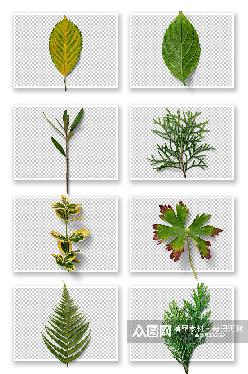 多种植物树叶元素素材
