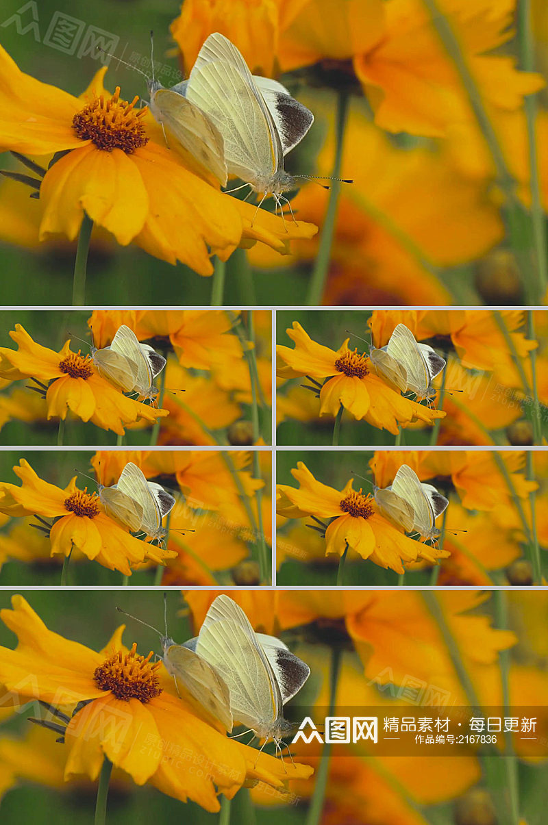 蝴蝶在橘色花上交配的实拍视频素材