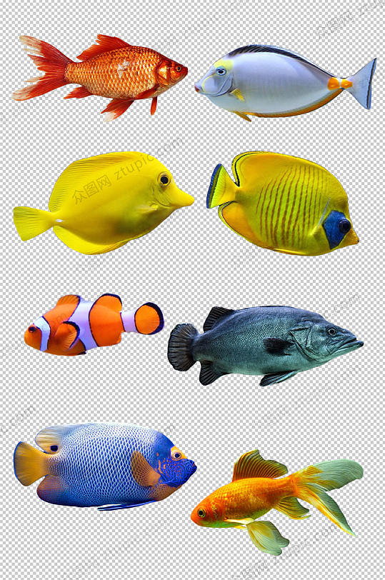 金鱼热带观赏鱼素材