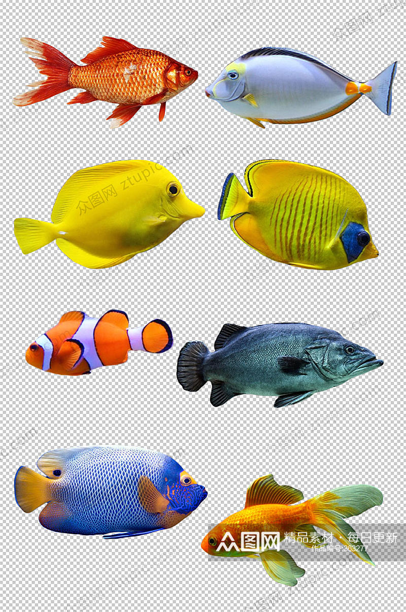 金鱼热带观赏鱼素材素材