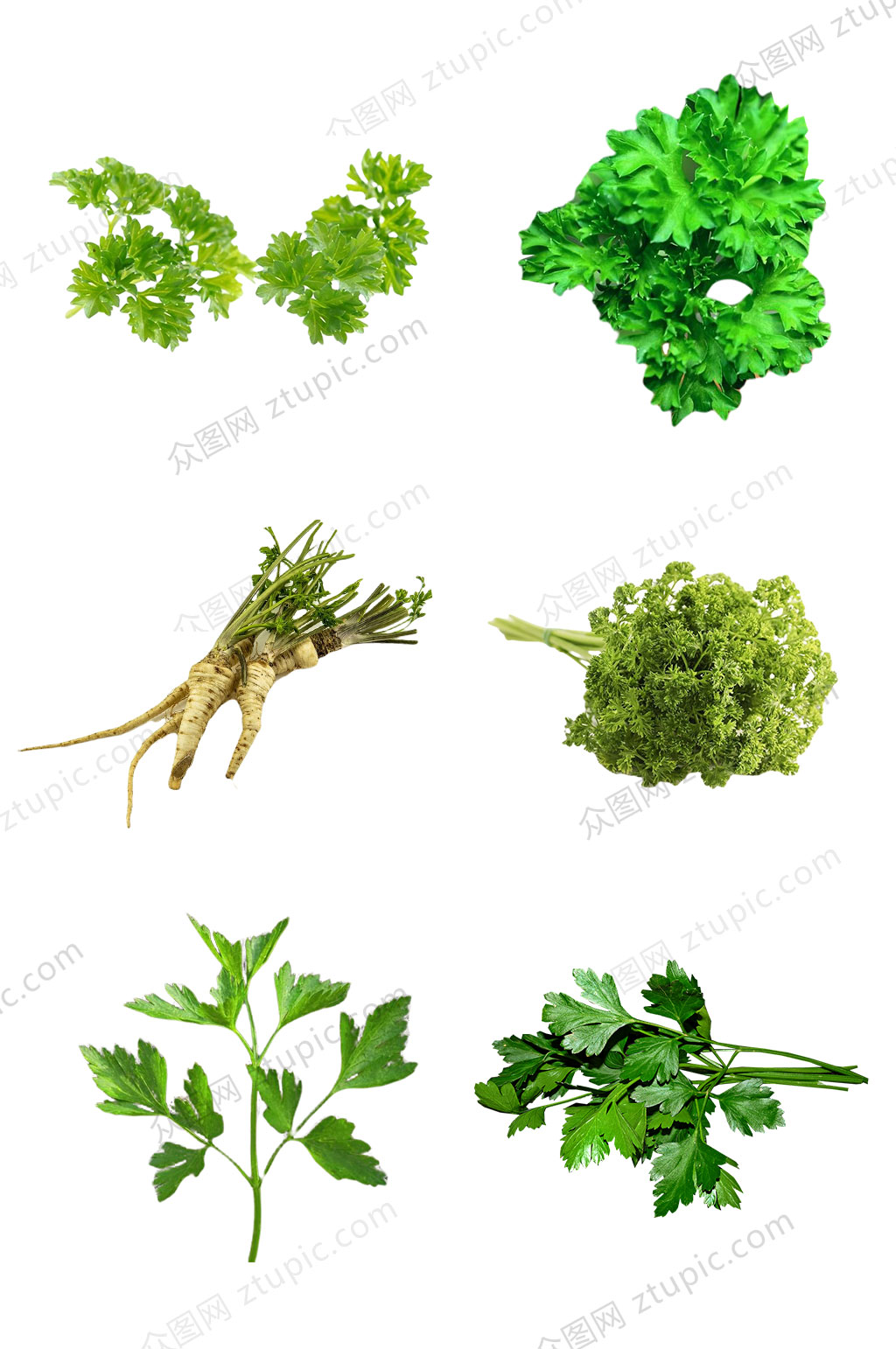 欧芹芹菜香料叶子素材