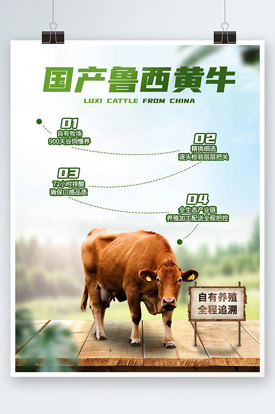 国产鲁西黄牛宣传促销单页海报