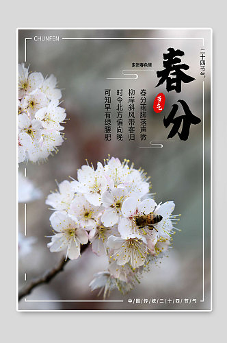 春分二十四节气花朵海报宣传