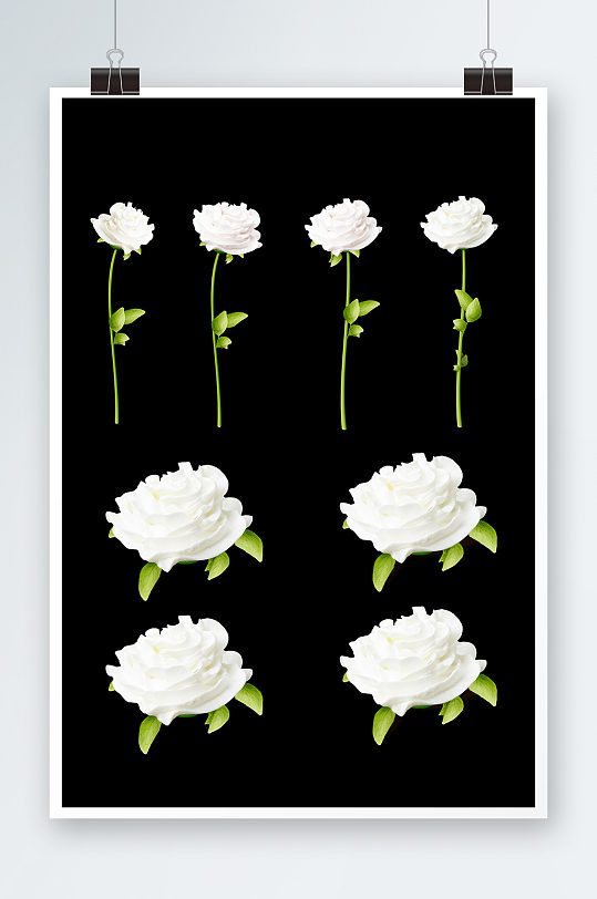 白色玫瑰花朵免扣