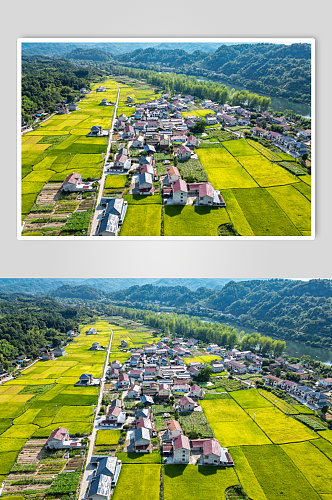 美丽乡村金黄稻田农业种植航拍摄影图