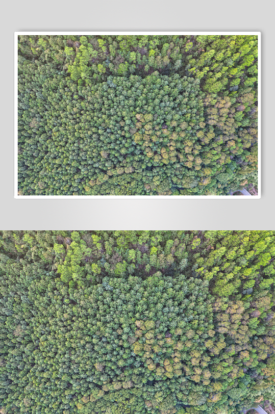 俯拍绿色植物森林航拍摄影图