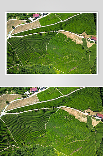 俯拍绿色茶园茶叶种植农业种植摄影图