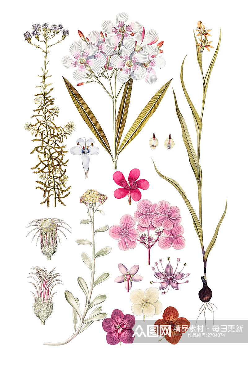 粉色淡雅的花卉元素素材