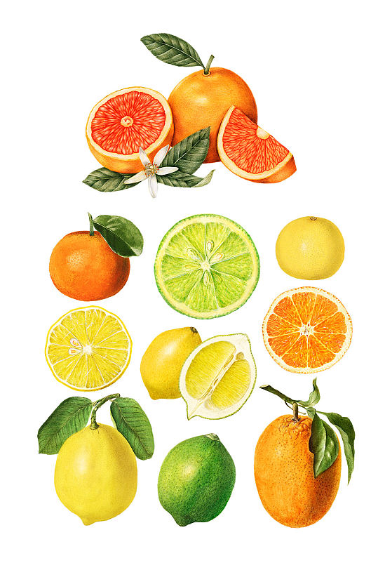 色彩鲜艳的手绘橙子和柠檬