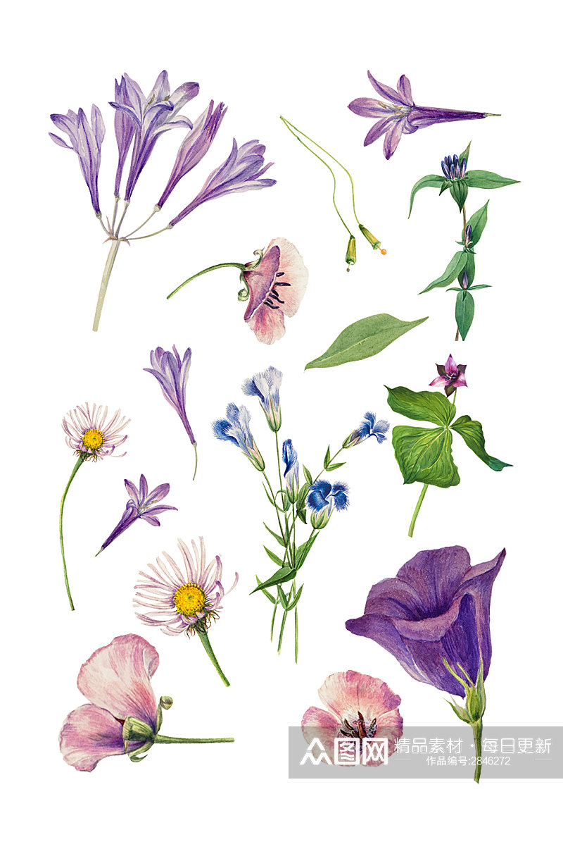 紫色大气的手绘花朵素材